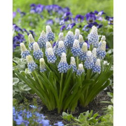 Szafirek - Muscari Mountain Lady - 10 szt.
