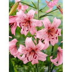 Lilia tygrysia - Pink Tiger - 1 cebula