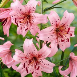Lilia tygrysia - Pink Tiger - 1 cebula