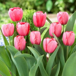 Tulipan Pink Impression - 5 cebulek