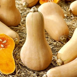 Dynia piżmowa - Butternut - 16 nasion