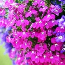 Lobelia zwisła - karminowoczerwona - 3200 nasion