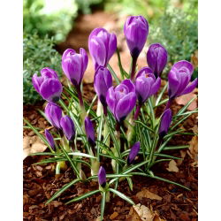 Krokus Grand Maitre - 10 cebulek