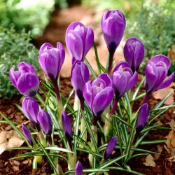 Krokus Grand Maitre - 10 cebulek