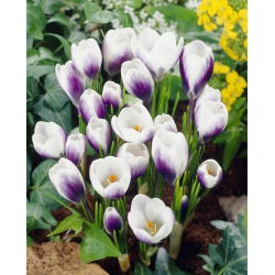 Krokus Prins Claus - 10 szt.