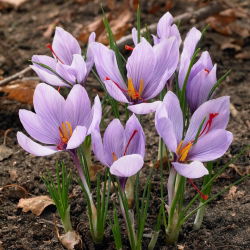 Krokus Sativus - Szafran! - 10 szt.