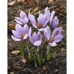 Krokus Sativus - Szafran! - 10 szt.