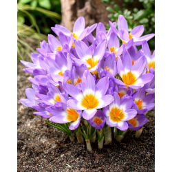 Krokus Tricolor - 10 cebulek
