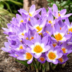 Krokus Tricolor - 10 cebulek