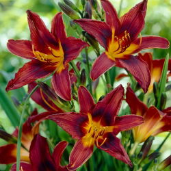 Liliowiec Black Prince - 1 kłącze