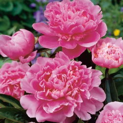 Piwonia, Paeonia - Edulis Superba - 1 kłącze