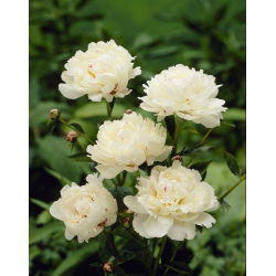 Piwonia, Paeonia - Festiva Maxima - 1 kłącze