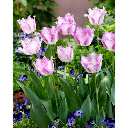 Tulipan Aria Card - opak. 5 szt.