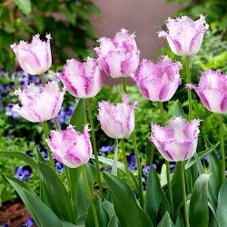 Tulipan Aria Card - opak. 5 szt.