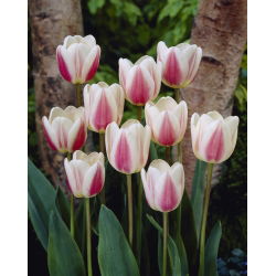 Tulipan Beau Monde - opak. 5 szt.
