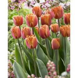Tulipan Brown Sugar - opak. 5 szt.