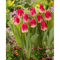 Tulipan Match - opak. 5 szt.