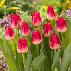 Tulipan Match - opak. 5 szt.