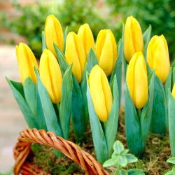 Tulipan Mini Star - opak. 5 szt.