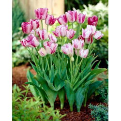 Tulipan Modern Style - 5 szt.
