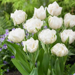 Tulipan Mount Tacoma - 5 cebulek