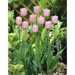 Tulipan Pink Diamond - opak. 5 szt.