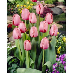 Tulipan Pink Impression - 5 cebulek