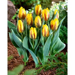 Tulipan Ravana - opak. 5 szt.
