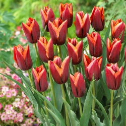 Tulipan Slawa - opak. 5 szt.