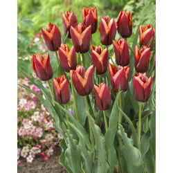 Tulipan Slawa - opak. 5 szt.