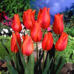 Tulipan Temple of Beauty - opak. 5 szt.