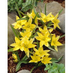 Tulipan Urumiensis - opak. 5 szt.