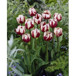 Tulipan Zurel - opak. 5 szt.