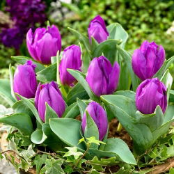 Tulipan Baby Blue - opak. 5 szt.
