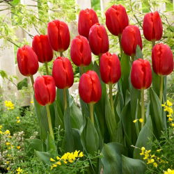 Tulipan czerwony Red - 5 cebulek