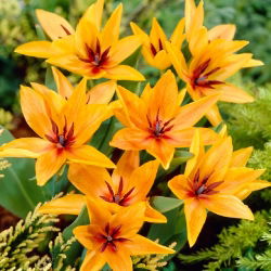 Tulipan Praestans Shogun - opak. 5 szt.