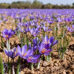 Krokus Sativus - Szafran - duża paczka! - 200 szt.