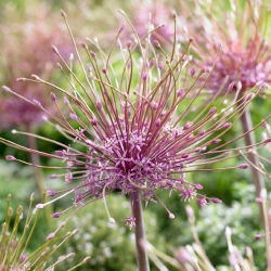 Czosnek ozdobny Szuberta - Allium Schubertii