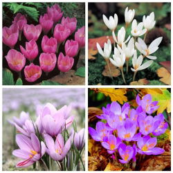 Krokus jesienny - zestaw 4 odmian - 80 szt.