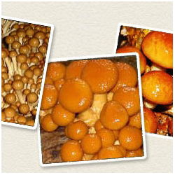 Łuskwiak nameko gotowy zestaw do uprawy w domu - 1 kg