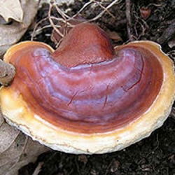 Lakownica lśniąca, lakownica żółtawa Reishi - grzybnia na kołkach - Planto