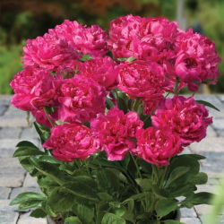Piwonia, Paeonia - Patio London - niska, doniczkowa - 1 kłącze