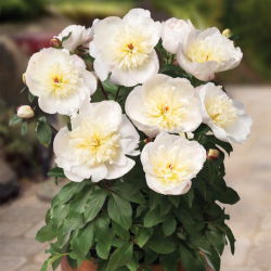 Piwonia, Paeonia - Patio Madrid - niska, doniczkowa - 1 kłącze