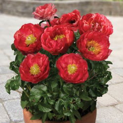 Piwonia, Paeonia - Patio Moscow - niska, doniczkowa - 1 kłącze