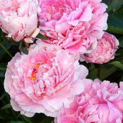 Piwonia, Paeonia - Sarah Bernhardt - 1 kłącze
