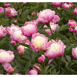 Piwonia, Paeonia - Bowl of Beauty - 1 kłącze