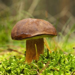 Podgrzybek brunatny - grzybnia