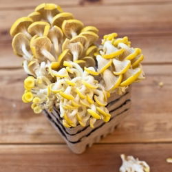 Boczniak cytrynowy - uprawa w domu i ogrodzie - op. 1 kg