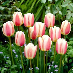 Tulipan Beau Monde - opak. 5 szt.