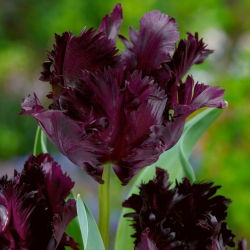 Tulipan Black Parrot - 5 cebulek